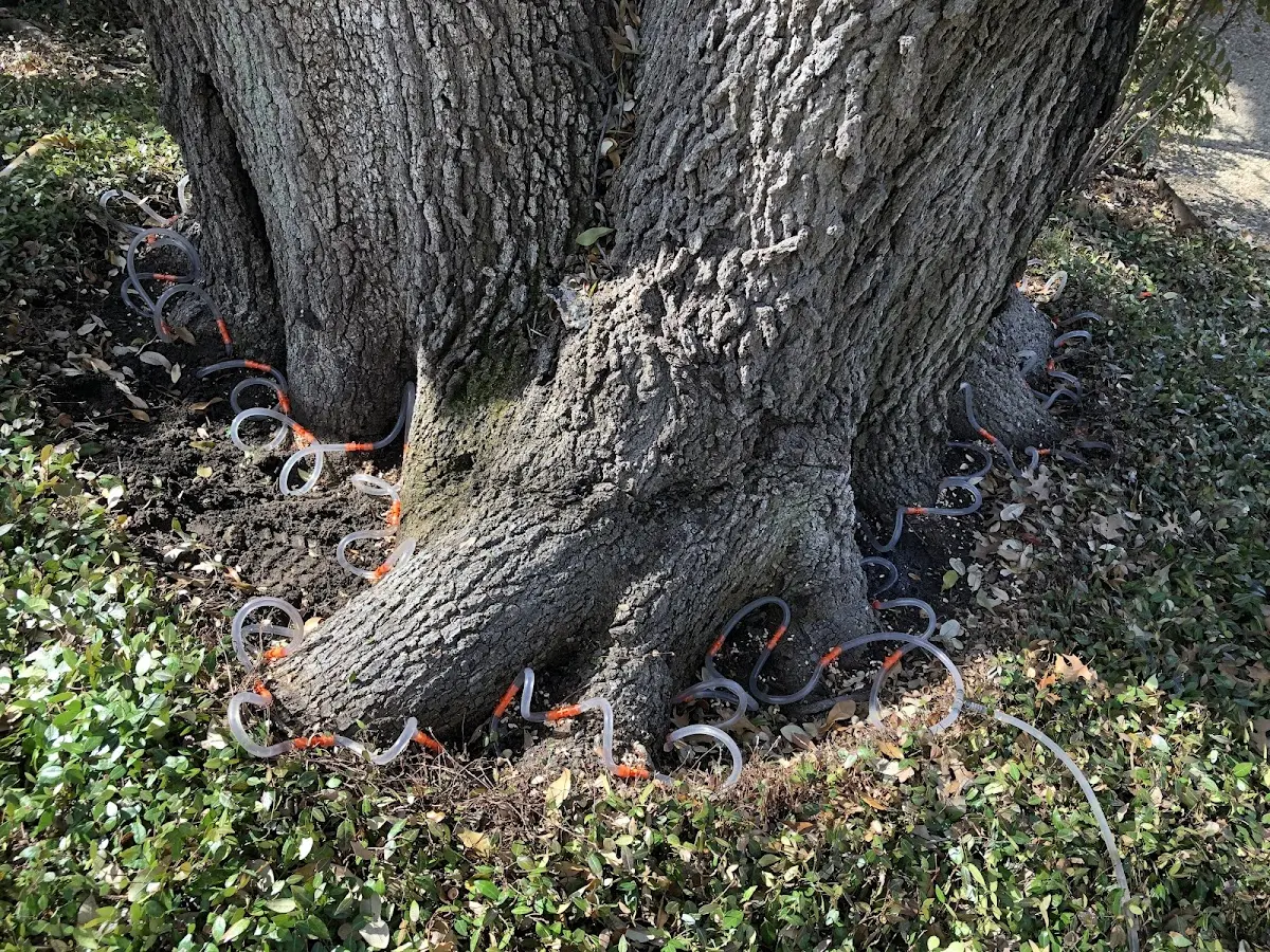 Detailed Tree Cabling and Bracing job site in Sea Girt