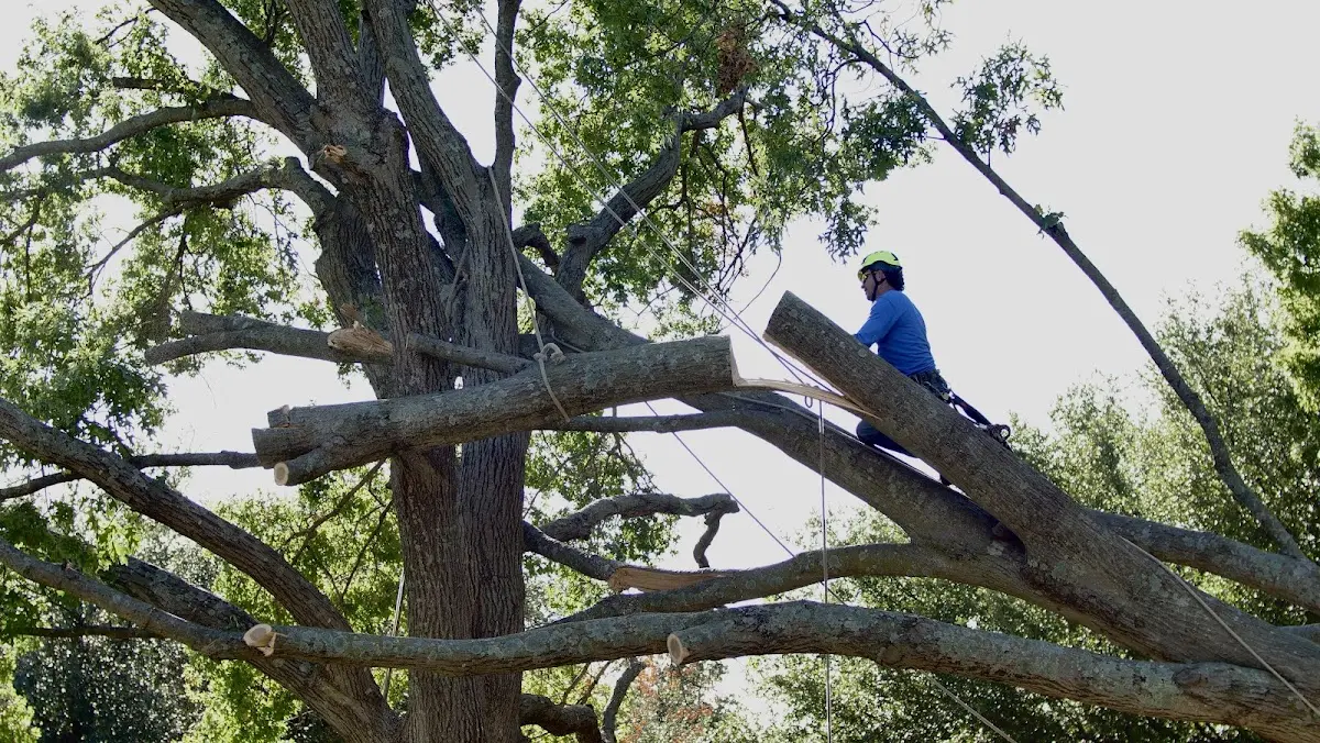 Professional Crown Thinning performed by certified arborists in Sea Girt