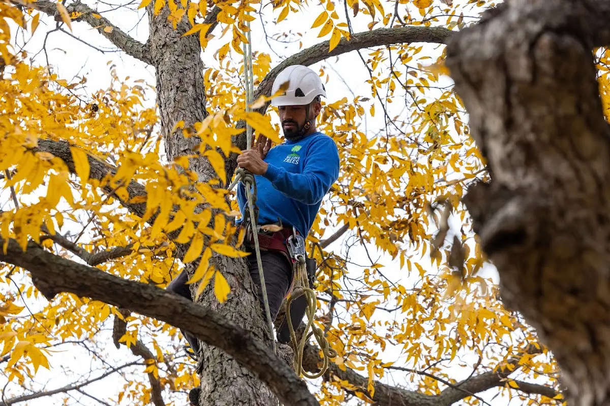 Skilled Tree Pruning crew working in Sea Girt